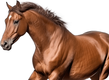 Лошадь