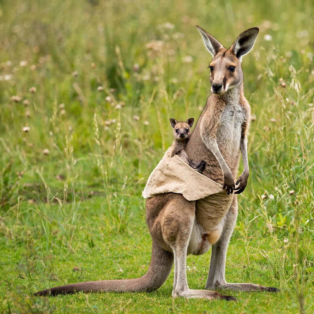 Тайный мир сумки: Невероятная жизнь малыша кенгуру