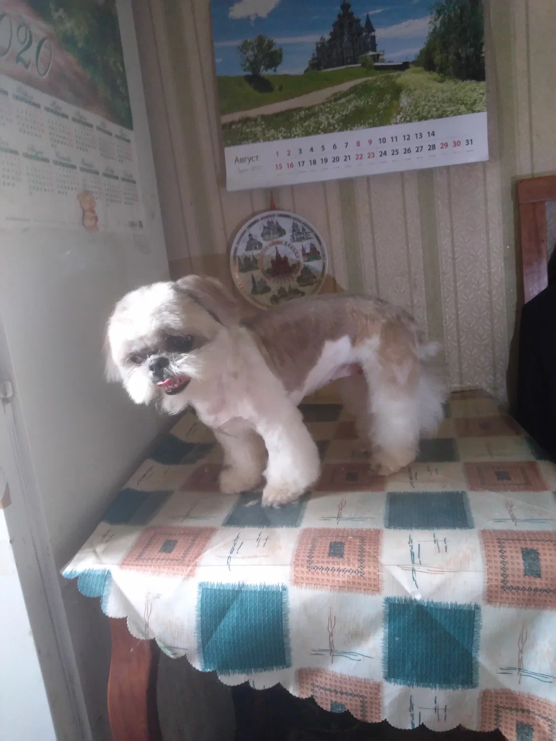 Собака