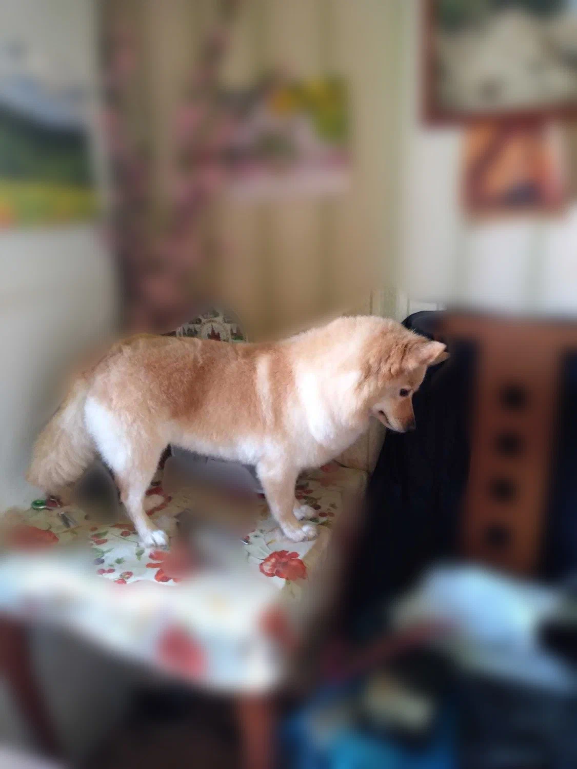 Собака