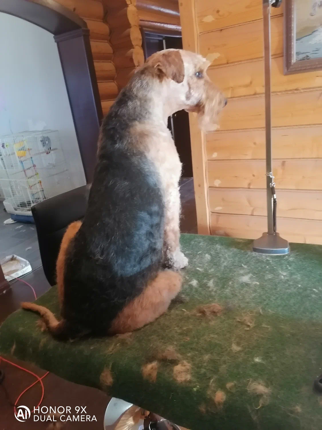 Собака