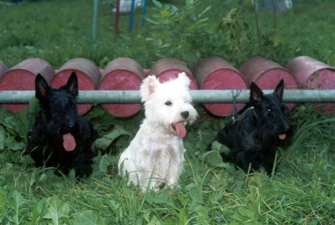 Собака