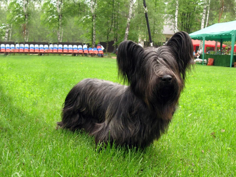 Собака